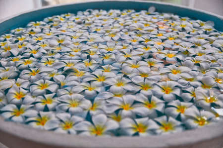 Planty of pretty flowers in the blue tubの写真素材