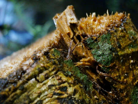 cutting branchの写真素材