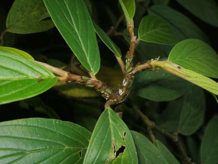 Insects eatingの写真素材