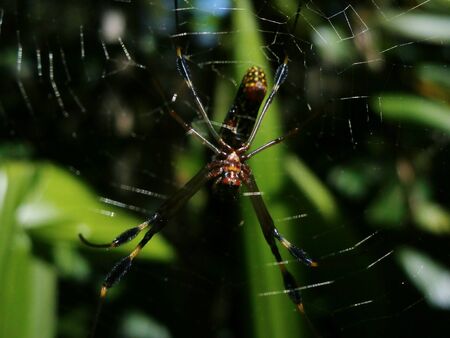 Spider workingの写真素材