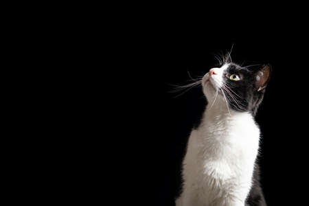 PET NEXT TO FOOD WHITE CAT WITH BLACKの写真素材