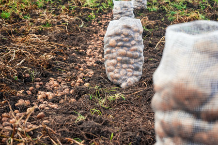 A close-up view of freshly harvested potatoes, some scattered directly on the rich, dark soil of a field, and others neatly collected in transparent mesh sacks. The rows of potatoes and sacks stretch into the background, illustrating the bounty of a successful agricultural harvest. This image emphasizes themes of farming, natural produce, and the hard work of agriculture.の写真素材