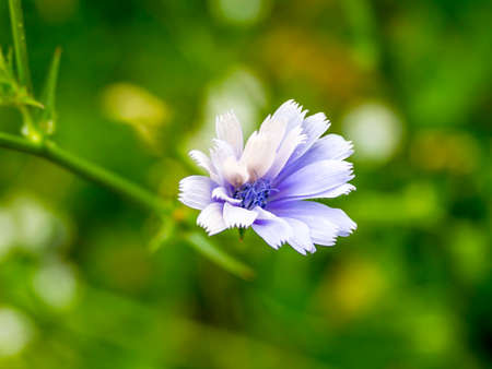 Purple and Pink Flower