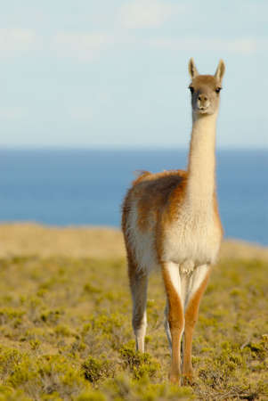 Lonely Guanaco in Patagoniaの写真素材