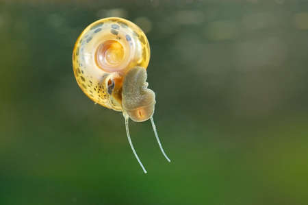 Biomphalaria Snail (Biomphalaria Sp.) vector of Schistosomiasisの写真素材