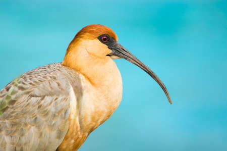 Black-faced Ibis (Theristicus melanopis)の写真素材