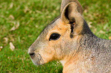 Patagonian Mara (Dolichotis patagonum)の写真素材