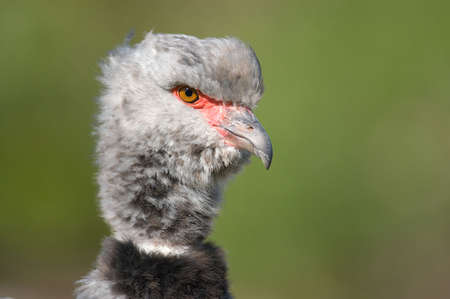 Close-up of a Southern Screamer (Chauna torquata)の写真素材