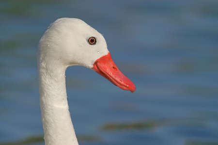 Coscoroba Swan (Coscoroba coscoroba)の写真素材