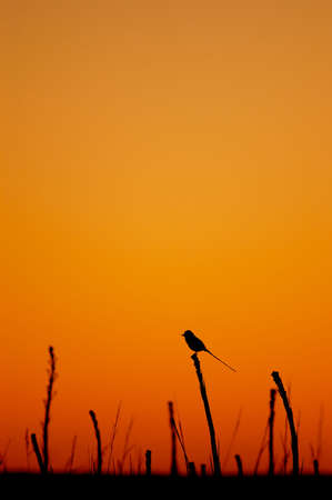 Streamer-tailed Tyrant (Gubernetes yetapa)の写真素材