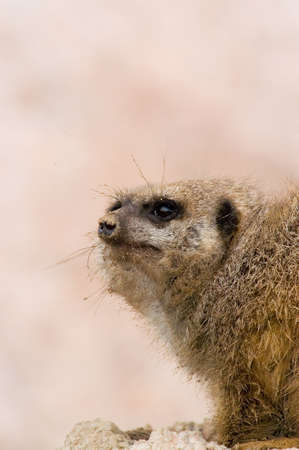 Suricate or meerkat (Suricata suricatta) 