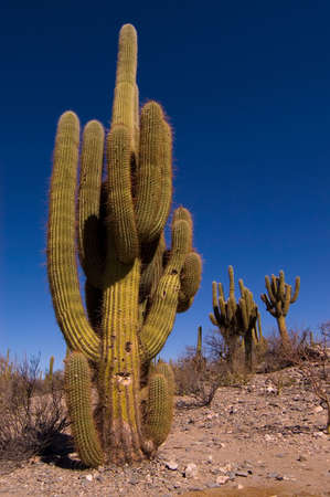 Pasacana Cactus (Trichocereus pasacana)