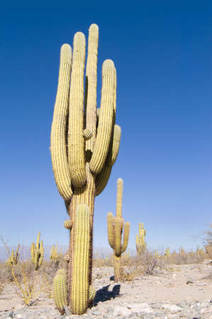 Pasacana Cactus (Trichocereus pasacana)の写真素材