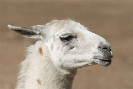 Llama (Lama glama) Headshot Portraitの写真素材