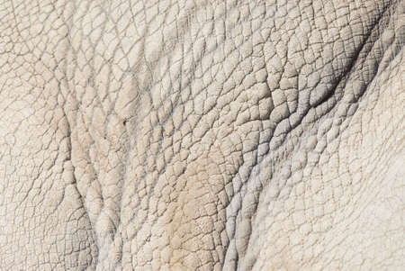 Rhinoceros Skin Background の写真素材