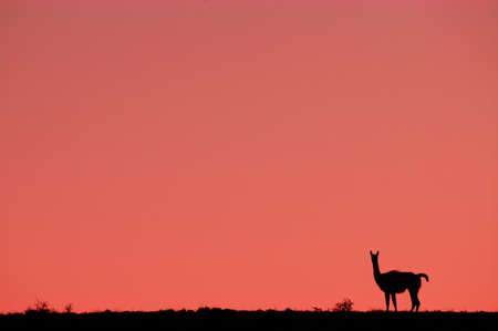Backlit Guanaco at sunset (Lama guanicoe)の写真素材