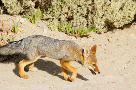 Patagonian Gray Fox (Dusicyon griseus)の写真素材