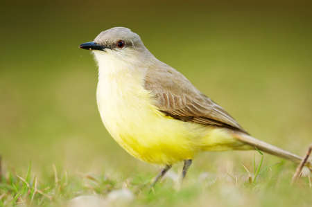 Cattle Tyrant (Machetornis rixosus)の写真素材
