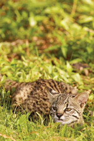Geoffroy's Cat (Felis geoffroyi)の写真素材