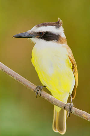 Great Kiskedee (Pitangus sulphuratus)の写真素材