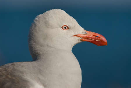 Dolphin Gull (Leucophaeus scoresbii)の写真素材