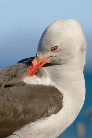 Dolphin Gull (Leucophaeus scoresbii)の写真素材