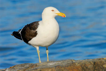 Kelp Gull (Larus dominicanus)の写真素材