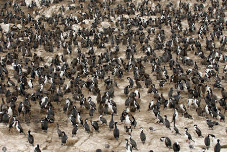 Cormorant Colony in Patagoniaの写真素材