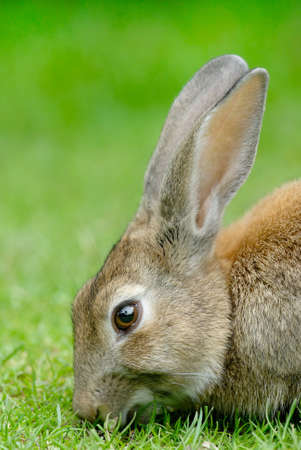 European Rabbit (Oryctolagus cuniculus). The European Rabbit became a plague in Tierra del Fuego after its introduction a few decades ago in Patagoniaの写真素材