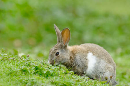 European Rabbit (Oryctolagus cuniculus). The European Rabbit became a plague in Tierra del Fuego after its introduction a few decades ago in Patagoniaの写真素材