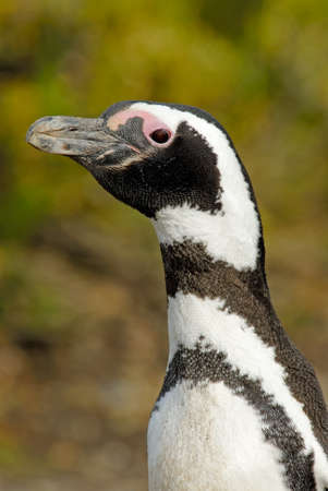 Magellanic Penguin (Spheniscus magellanicus) in Patagoniaの写真素材