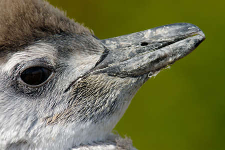 Magellanic Penguin (Spheniscus magellanicus) in Patagoniaの写真素材