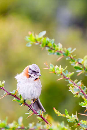 Rufous-collared Sparrow (Zonotrichia capensis)の写真素材