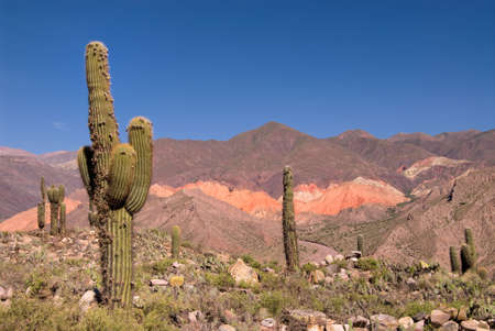 Pasacana Cactus (Trichocereus pasacana) in Northern Argentinaの写真素材