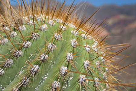 Cactus Thorns Detailの写真素材