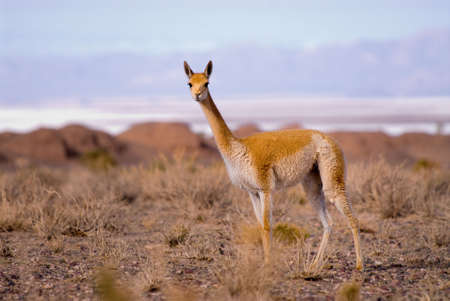 Vicuna (Vicgna vicugna) a High Altitude Camelid from South Americaの写真素材