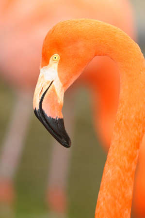 Red Caribbean Flamingo close-up head shot の写真素材