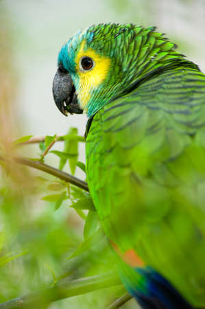 Parrot camouflaged in dense vegetationの写真素材