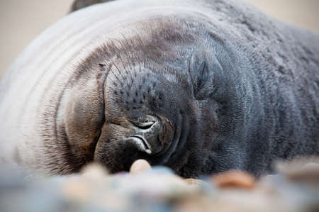 Cute Baby seal sleepingの写真素材