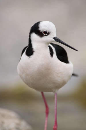 Stilt close-upの写真素材