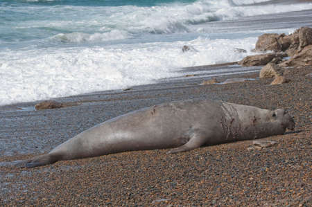 Male Elephant Sealの写真素材