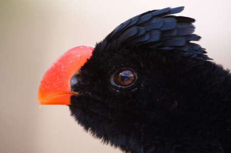 Curious Bird with large red beak head close upの写真素材