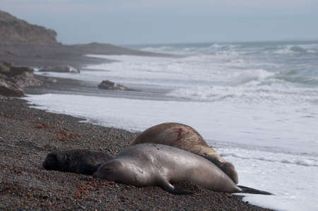 Male Elephant Seal with female and cub in Patagoniaの写真素材