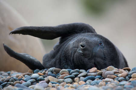 Cute baby seal clapping its handsの写真素材