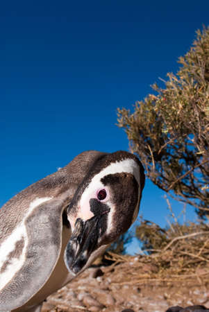 Curious Penguin looking at camera. Photo taken with a wide angle lens.の写真素材