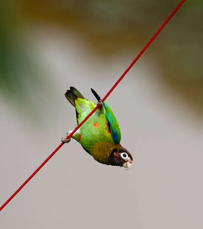 Brown-hooded Parrot の写真素材