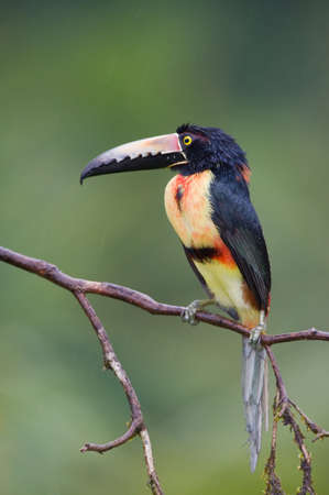 Collared Aracari, a Toucan from Central America.の写真素材