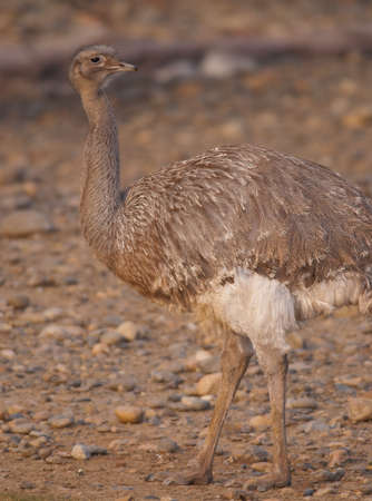 Lesser or Darwin's Rhea, Pterocnemia pennataの写真素材