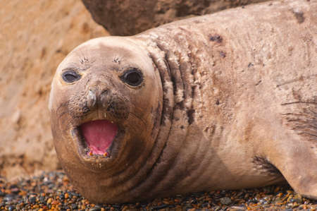 Female Elephant Sealの写真素材