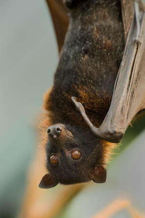 Closeup of a Flying Fox, a huge batの写真素材